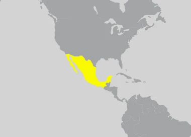 Invicta Watch Mexico